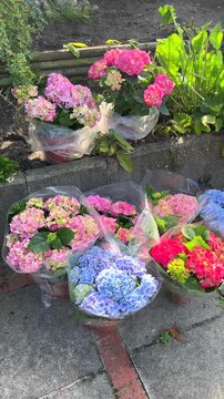 Hydrangea pots for planting in the garden vertical