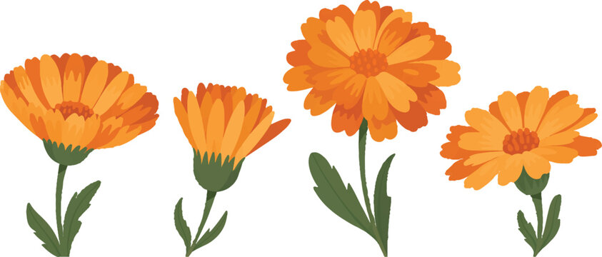 Orange calendula flowers in different stages of growth isolated on transparent background beautiful vibrant summer blossoms.