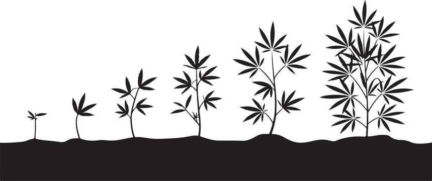 Cannabis plant growth stages silhouette showing seedlings transforming into mature hemp foliage in fertile soil agricultural concept.
