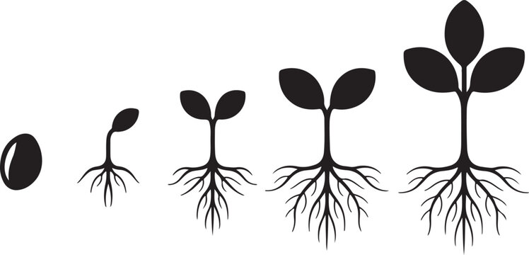 Plant growth stages from seed to seedling with root development and leaf sprouting process showing biological life cycle sequence.