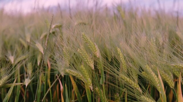 Impressionistic landscape captures harvest excitement, Autumn winds animate fields of ripening barley with energy