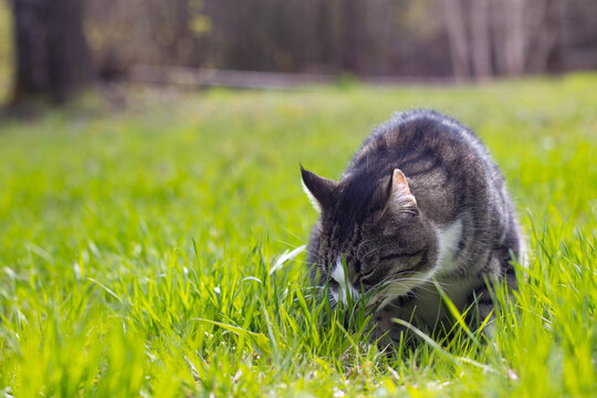 Tabby cat eating fresh green grass on a sunny lawn in spring. Domestic pet walking outdoors, exploring nature.