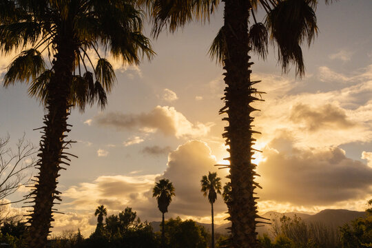 silhouette of palm trees against dramatic sunset clouds