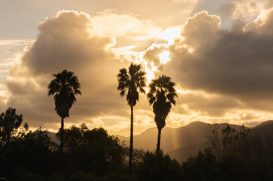 silhouette of palm trees against dramatic sunset clouds