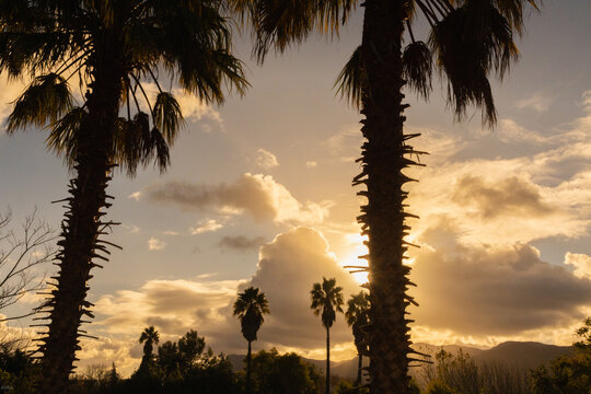 silhouette of palm trees against dramatic sunset clouds