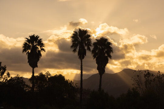 silhouette of palm trees against dramatic sunset clouds