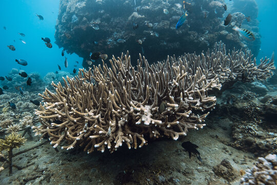 Underwater scene with living corals in blue deep ocean