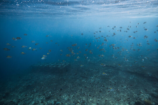 Snorkeling in sea with school of fish underwater. Ocean wildlife background