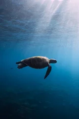 Sea turtle glides in blue ocean water. Turtle swimming underwater © artifirsov