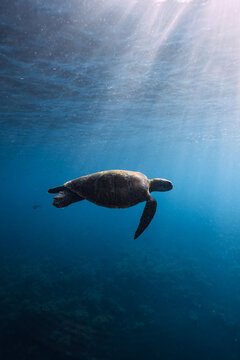 Sea turtle glides in blue ocean water. Turtle swimming underwater