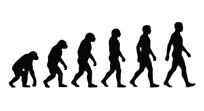 human evolution silhouette on white background ape