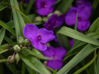 Naklejka premium Beautiful purple flower of Virginia spiderwort.