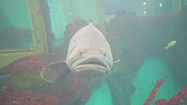 ⁠Front view of a large grouper fish looking at the camera with funny grumpy face expression in deep blue tank⁠