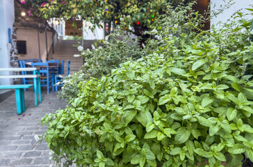 Obraz premium Lush mint herbs beside blue cafe tables in a shaded Agios Kirikos taverna garden courtyard. Ikaria island, Greece.