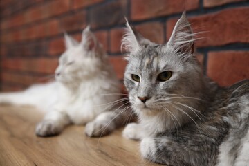 Obraz premium Cute Maine Coon cats resting on wooden table at home. Adorable pet