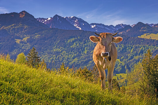 Kuh - Allg&auml;u - niedlich - Alpen - Berge - Oberallg&auml;u - K&auml;lbchen