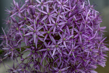 Fototapeta premium Alium