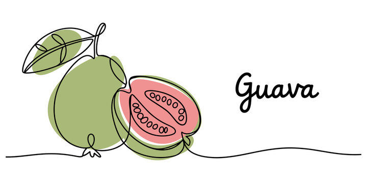 continuous line drawing whole and sliced guava fruit flat design vector illustration
