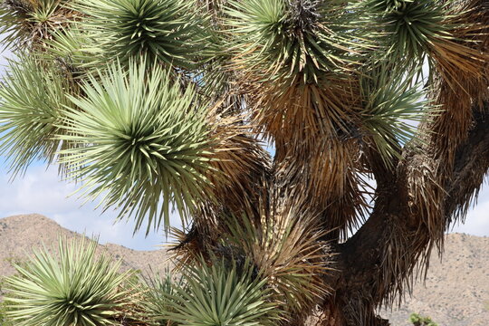 Western Mohave Dagger, Yucca Brevifolia, a delightful native synoecious arborescent shrub displaying rosetted glabrous rigid lanceolately linear leaves during early Autumn in the Morongo Basin Desert.