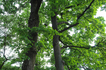 Fototapeta premium green oak, tree branches, flora and nature