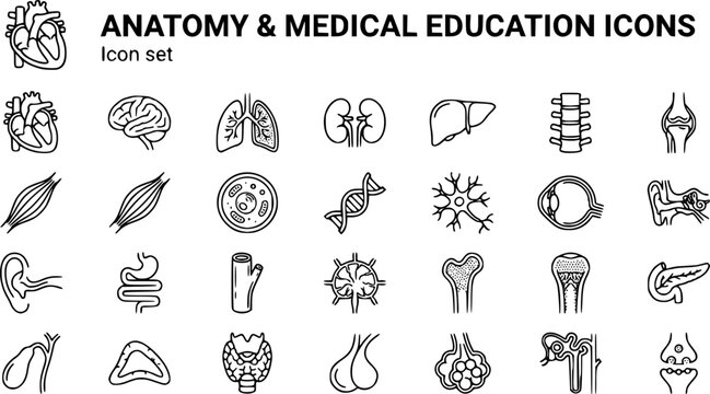 Anatomy Medical Education Technical Line Art Icon Set Heart Chambers Brain Lobes Lung Cross-Section Kidney Liver Spine Skeletal Joint Muscle DNA Neuron Eye Ear Digestive 25 Icons Editable Strokes Line