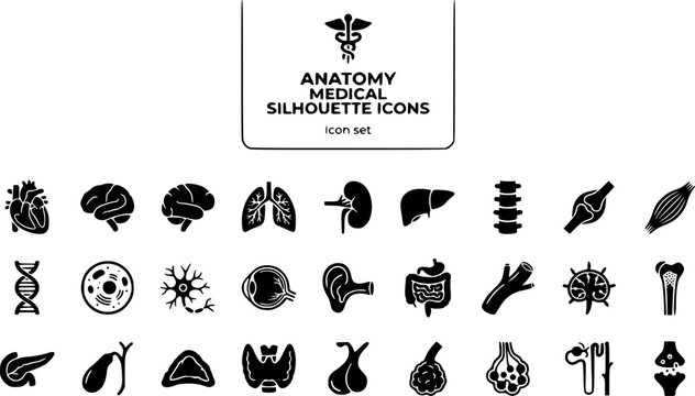 Anatomy Medical Education Silhouette Icon Set Heart Brain Lung Kidney Liver Spine Joint Muscle DNA Neuron Eye Ear Digestive Blood Vessel Lymph Node 25 Icons Editable Strokes Flat Vector
