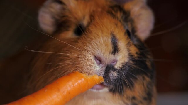Guinea pig is eats carrots. The rodent's nose, mouth and whiskers are moving.