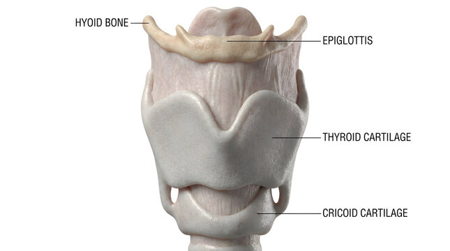Detailed illustration of the human larynx, including the hyoid bone, epiglottis, cricoid cartilage, and thyroid cartilage, offering an anatomical perspective of the voice box