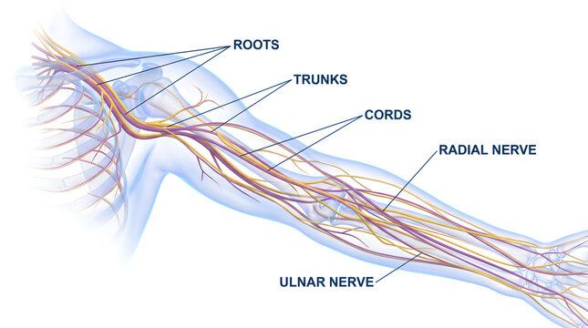 Anatomical illustration of the brachial plexus and major nerves of the human arm including radial and ulnar nerves