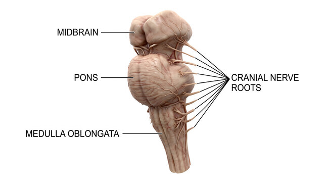 Detailed medical illustration of the human brainstem, highlighting the midbrain, pons, and medulla oblongata with cranial nerve roots