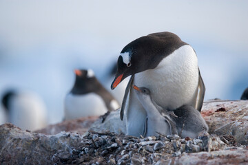 Fototapeta premium Gentoo Penguin with chick