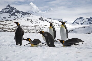 Fototapeta premium King Penguins on South Georgia Island