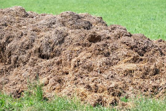 Manure heap treated with lime on farmland