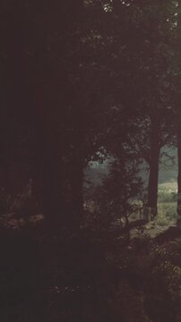 Sunlight filters through tall trees in a forest early in the morning. The ground is damp, and mist rises, creating a quiet and still atmosphere in the woods.