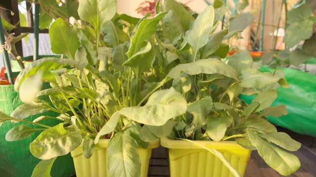 A close up shot of fresh organic spinach, growing in planters in a balcony garden