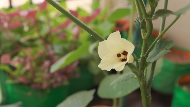 Okra flower elongates into an okra pod, organic vegetable gardening in balcony/ patio. Hand held video. 