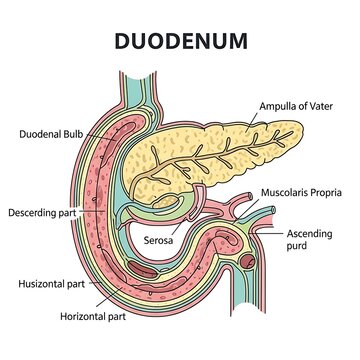 Anatomical diagram of the duodenum with labeled parts.