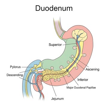 Anatomical diagram of the human duodenum sections.