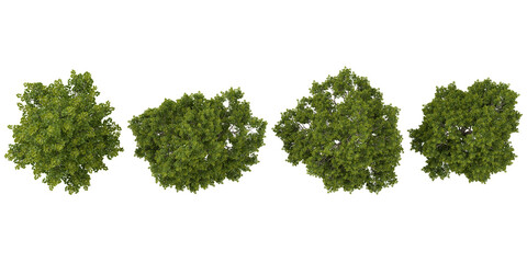 Obraz premium set of green leaves