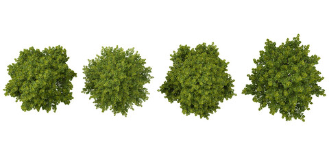 Obraz premium Set of Fraxinus plants on transparent background from the top view