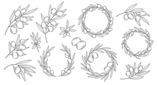 Minimalist olive branch and olive leaf line isolated on a transparent background, olive leaves monoline
