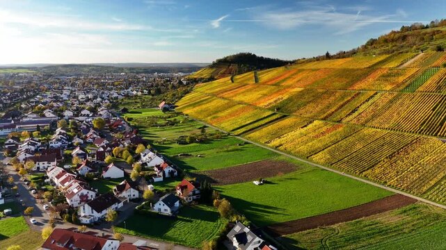 Aerial view of colorful autumn vineyards on a hillside next to residential houses and green fields in Metzingen, Baden-Wurttemberg, Germany.