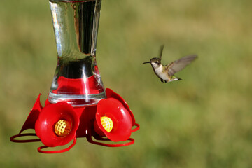 hummingbird approaching a feeder © William Cobb