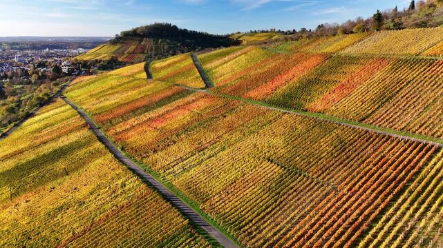 Aerial view of vibrant autumn vineyards with colorful rows of vines on rolling hills near the town of Metzingen, Baden-Wurttemberg, Germany.