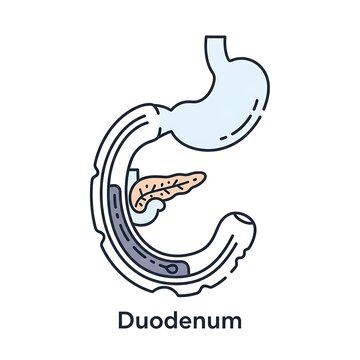Anatomical diagram of the human duodenum organ.
