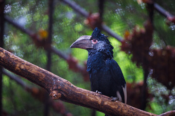 A silvery-cheeked hornbill (Bycanistes brevis) © EderMarcos