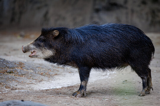 A white-lipped peccary (Tayassu pecari)