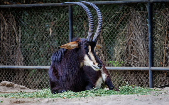 A giant sable antelope (Hippotragus Niger variani)
