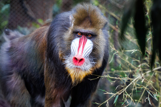 A mandrill (Mandrillus sphinx) at Chapultepec zoo