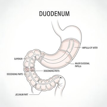 Anatomical diagram of the human duodenum and its parts.